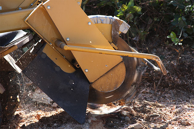 Skidsteer Grinding Stumps in McGregor, MN